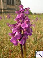 Green-winged Orchid - Orchis morio Image: Brian Pitkin