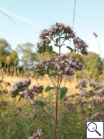 Wild Marjoram - Origanum vulgare. Image: © Brian Pitkin