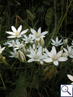 Star-of-Bethlehem - Ornithogalum umbellatum Image: Brian Pitkin
