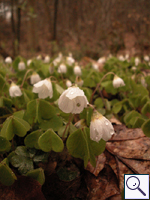 Wood-sorrel - Oxalis acetosella. Image: © Brian Pitkin