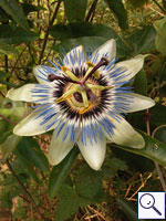 Blue Passionflower - Passiflora_caerula. Image: © Brian Pitkin
