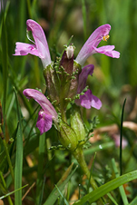Lousewort - Pedicularis sylvatica. Image: © Linda Pitkin