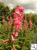 Penstemon - Penstemon 'Hidcote Pink'. Image: © Brian Pitkin