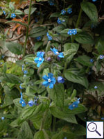 Green Alkanet - Pentaglottis sempervirens. Image: © Brian Pitkin