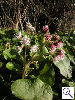 Winter Heliotrope - Petasites fragrans Image: Brian Pitkin