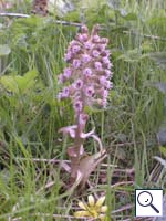 Butterbur - Petasites hybridus. Image: © Brian Pitkin