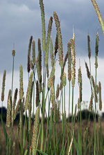 Timothy (Cat's-tail grass) Phleum pratense. Image: © Linda Pitkin