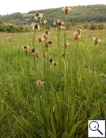 Ribwort Plantain - Plantago lanceolata  Image: Brian Pitkin