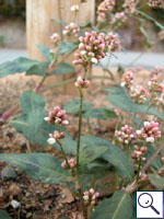 Redleg - Polygonum persicaria Image: Brian Pitkin