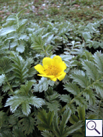 Silverweed - Potentilla anserina Image: Brian Pitkin