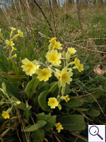 Cowslip - Primula veris Image: Brian Pitkin
