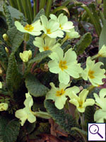 Primula - Primula vulgaris. Image: © Brian Pitkin