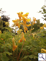Yellow Corydalis - Pseudofumaria lutea Image: Brian Pitkin