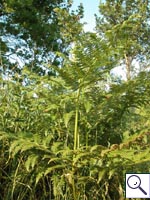 Bracken - Pteridium aquilinum. Image: © Brian Pitkin