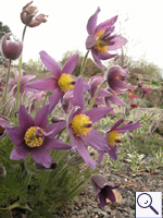 Pasqueflower - Pulsatilla vulgaris Image: Brian Pitkin