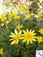 Lesser Celandine - Ranunculus ficaria. Image: © Brian Pitkin