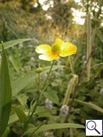 Greater Spearwort - Ranunculus lingua Image: Brian Pitkin
