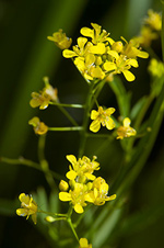 Marsh Yellow-cress - Rorippa palustris. Image: © Linda Pitkin