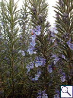 Rosemary -Rosmarinus offiicinale Image: Brian Pitkin