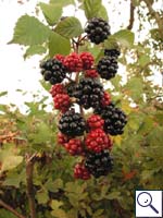 Bramble/Blackberry - Rubus fruticosus agg. Image: © Brian Pitkin