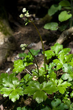 Sanicle - Sanicula europaea. Image: © Linda Pitkin