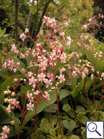 London Pride - Saxifraga x urbium Image: Brian Pitkin