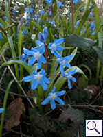 Squill - Scilla sp. Image: Brian Pitkin