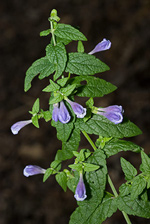 Skullcap - Scutellaria galericulata. Image: © Linda Pitkin