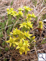 Biting Stonecrop - Sedum acre. Image: © Brian Pitkin