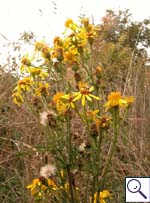 Ragwort - Senecio sp. Image: © Brian Pitkin