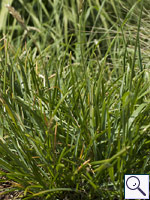 Sesleria tatrae. Image: © Brian Pitkin