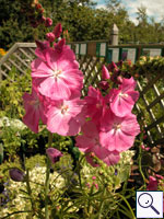 Sidalcea - Sidalcea sp.. Image: © Brian Pitkin