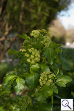 Alexanders - Smyrnium olusatrum. Image: © Brian Pitkin