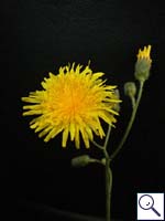 Perennial Sow-thistle - Sonchus arvensis Image: Brian Pitkin