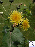 Smooth Sow-thistle - Sonchus oleraceus. Image: © Brian Pitkin