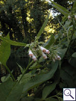 Common Comfrey - Symphytum officinalis. Image: © Brian Pitkin
