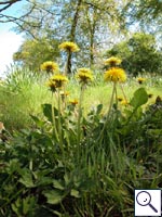 Dandelion - Taraxacum officinalis agg. Image: © Brian Pitkin