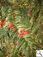 Yew - Taxas baccata  Image: Brian Pitkin