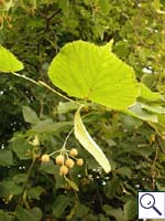 Lime - Tilia sp. Image: Brian Pitkin