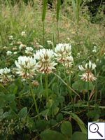 White clover - Trifolium repens. Image: © Brian Pitkin