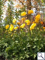 Globeflower - Trollius europaeus. Image: © Brian Pitkin