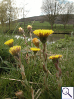 Colt's-foot - Tussilago farfara. Image: © Brian Pitkin