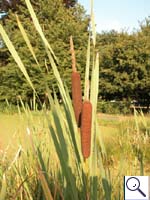 Bulrush - Typha latifolia. Image: © Brian Pitkin