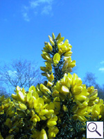 Gorse - Ulex europaeusImage: © Brian Pitkin