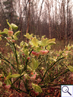 Bilberry - Vaccinium myrtilus Image: Brian Pitkin