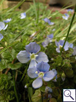 Slender Speedwell - Veronica filiformis Image: Brian Pitkin