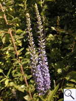 Garden Speedwell - Veronica longifolia. Image: © Brian Pitkin