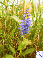 Spiked Speedwell - Veronica spicata Image: Brian Pitkin