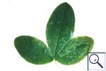 Mine of Agromyza dede Meijerei on Laburnum anagyroides. Image: Brian Pitkin