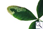Mine of Agromyza dede Meijerei on Laburnum anagyroides. Image: Brian Pitkin